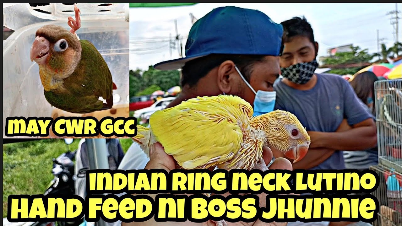 bocaue pet market#handfeed na indian ring neck lutino  ni boss jhunnie#gcc with CWR legit#yuno