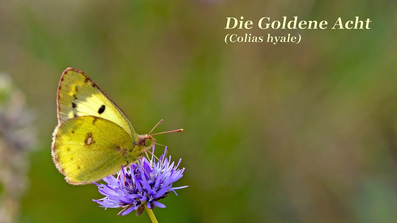 Die Goldene Acht