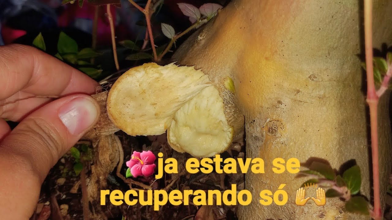 @rosadodeserto @flores🌺vamos ver um pouquinho das flores q tem aqui 😍🙌