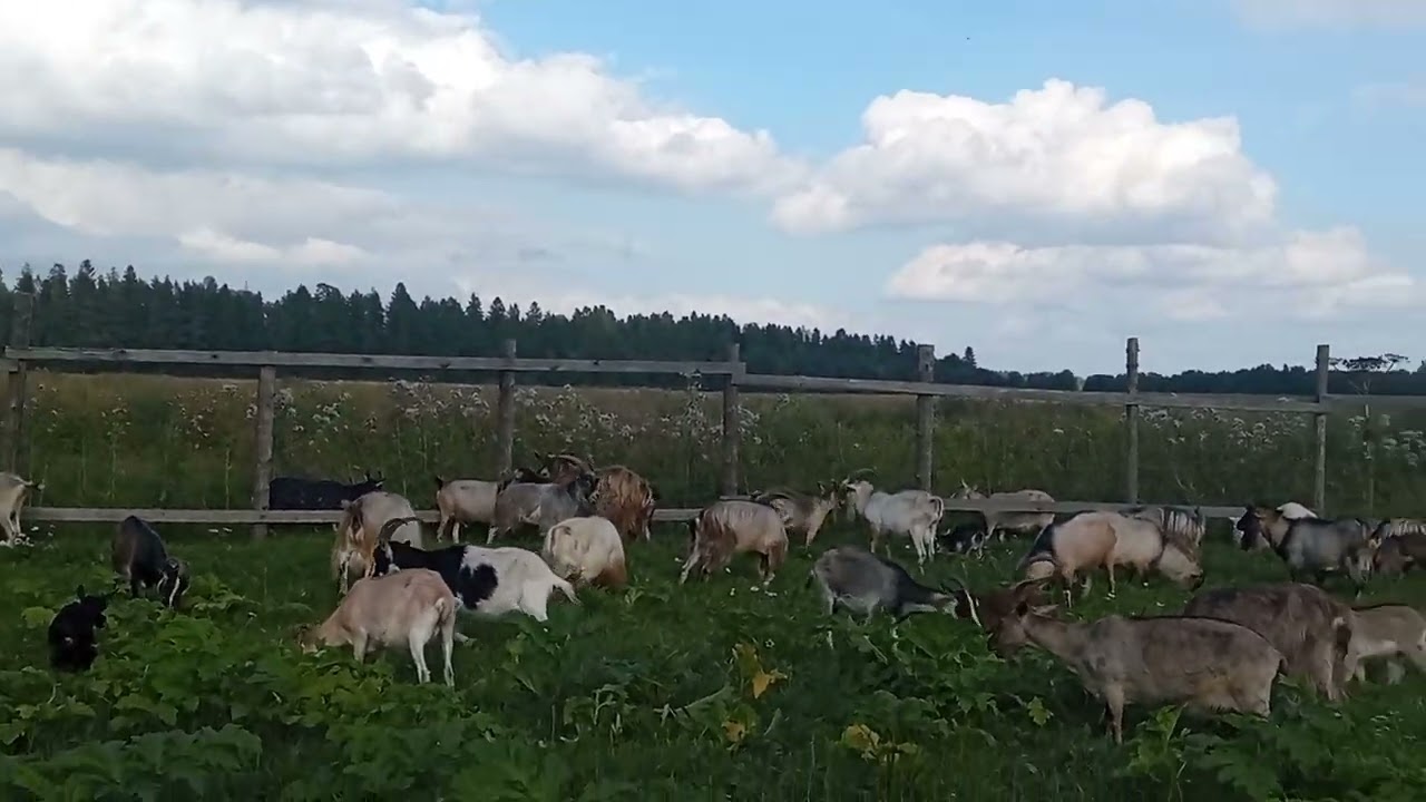 Моё Хозяйство Летний Выпас 2024 Детёныши Звери Едят Траву Козы После Дождя
