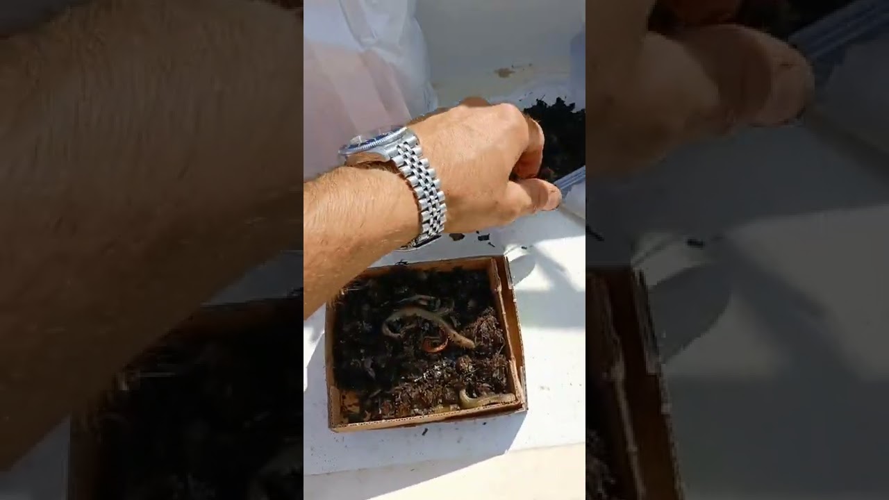 pesca alle orate zona porto caleri e Albarella