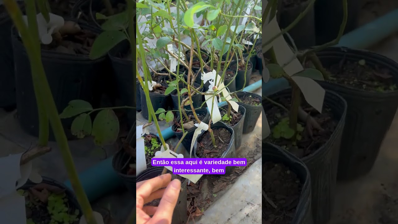 mudas de mirtilo.  #plantas #mirtilo #berrys #muda #frut&iacute;feras #cultivar #delicia #saude #beneficios