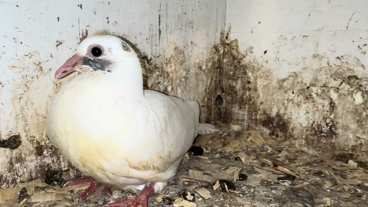#Gloft #pigeon #youngbirds #2025