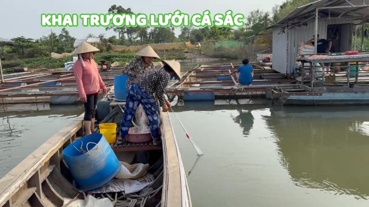 Khai Trương Lưới Cá Sác. Kéo Mà Nhiều Bất Ngờ! #ngườiđồngtháp
