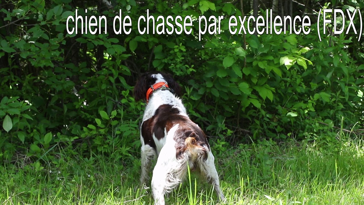 Club de l'Épagneul breton du Québec