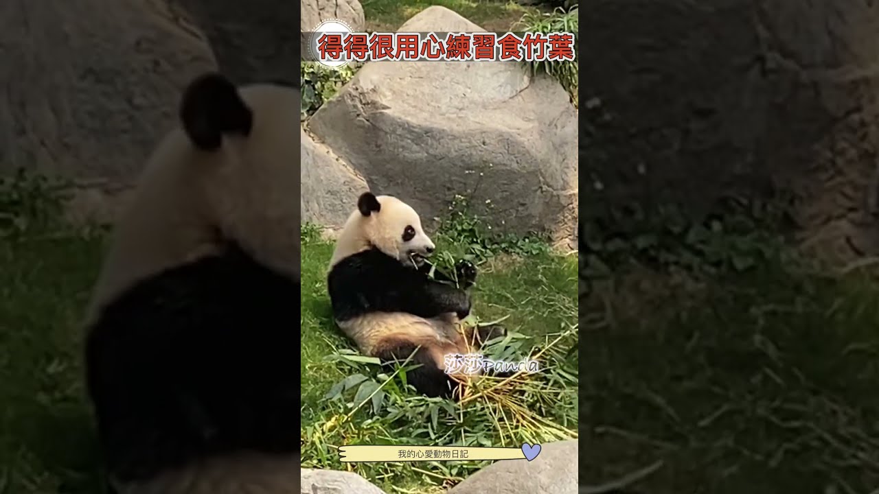 ［大熊貓🐼之旅］細佬似模似樣正正經經食竹葉似盈媽Metime，成個英俊小樂樂反板🐼🐻🐼🐻🐼💕💕💕💕💕