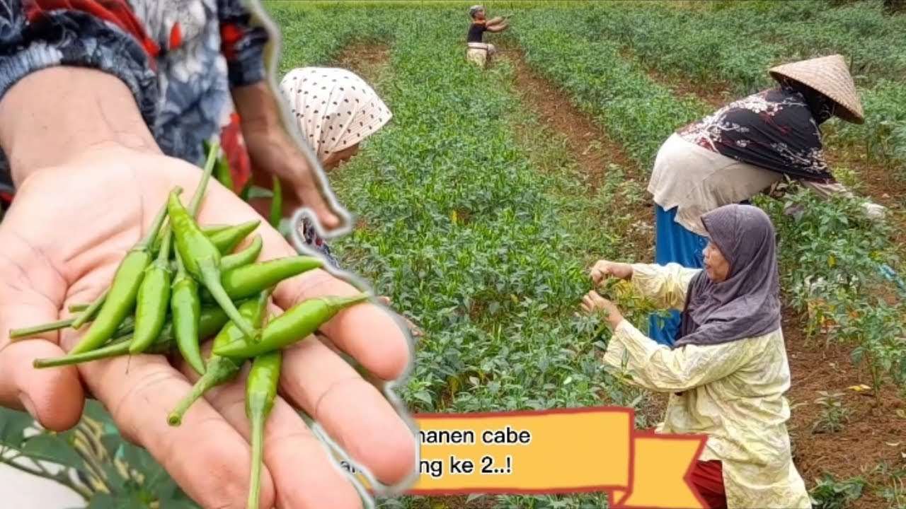 PROSES PANEN CABE RAWIT JENIS JAPLAK | ALHAMDULILLAH PANEN KEDUA CABE BUDIMAN