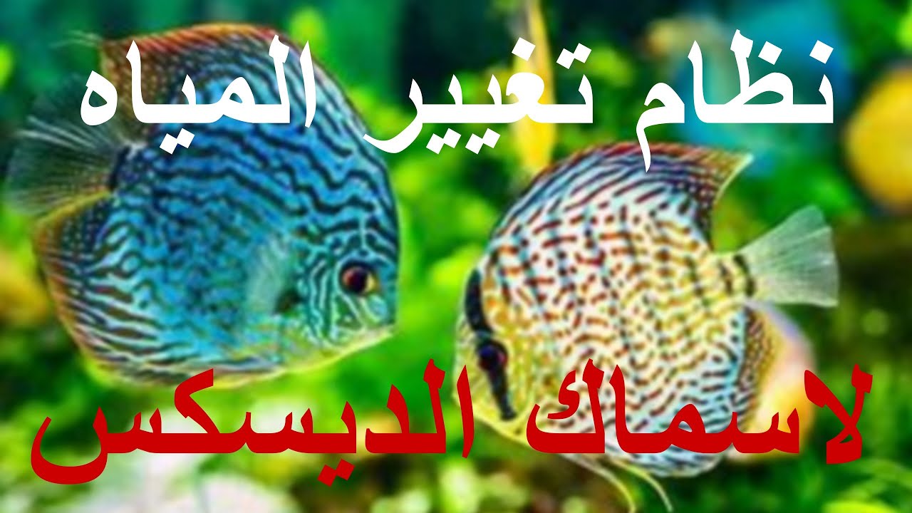 نظام تغيير المياه لاسماك الديسكس