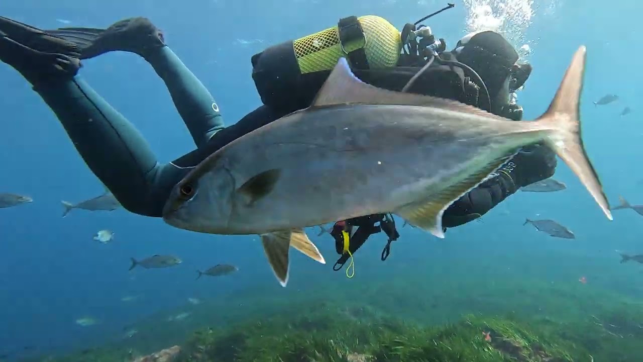 MALLORCA - BUCEO - Increíble banco de serviolas