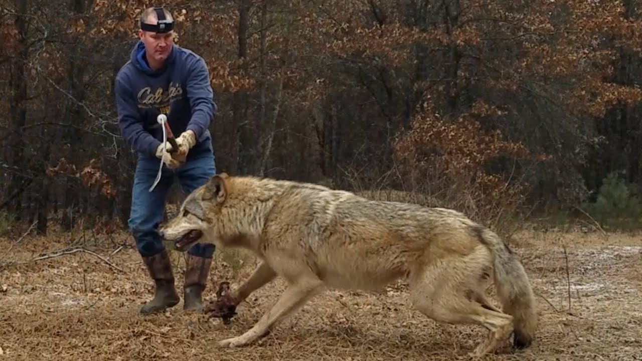 Big Wisconsin Wolf Release