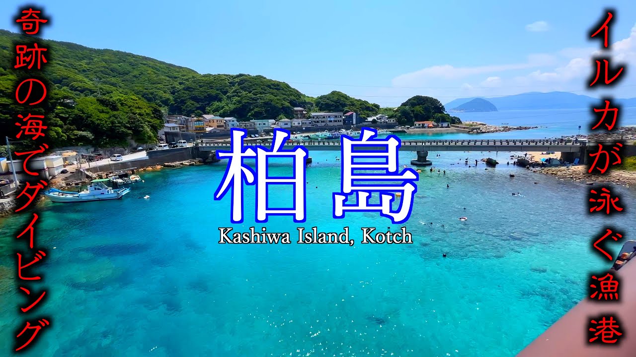 【まるでリゾート地】奇跡の島「柏島」でダイビング&島観光！全てが共存する神秘の島で体の毒素を抜いてきた！