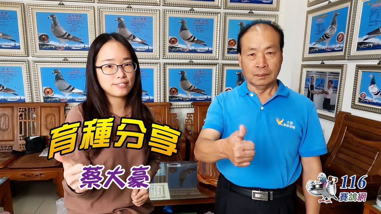 【育種分享】賽鴿育種-蔡大豪丨【Breeding Sharing】Cai Dahao