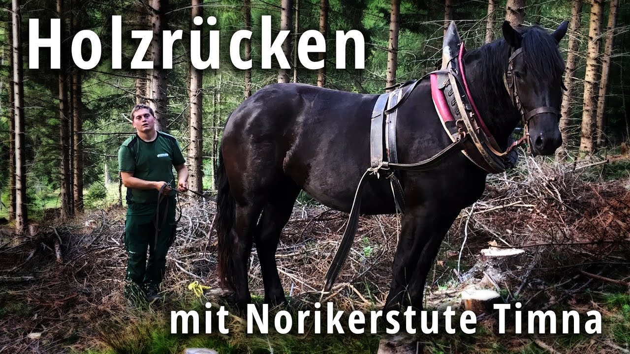 Holzrücken mit jungem Noriker Pferd auf der Unteren Spitzsteinalpe