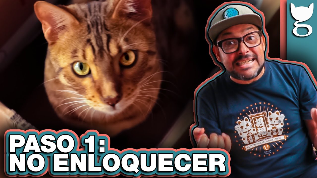 CÓMO CAMBIARTE DE CASA CON TU GATO 😲😼 LA GATERÍA TV