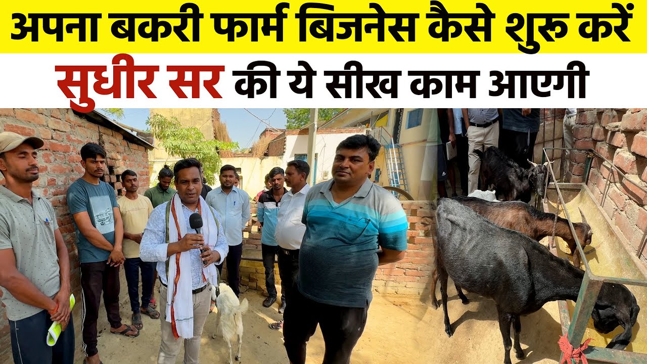 Goat Farming Business शुरूं करने से पहले Sudhir Sir से जान लो कि कैसे स्टार्ट करना है बकरी फार्म