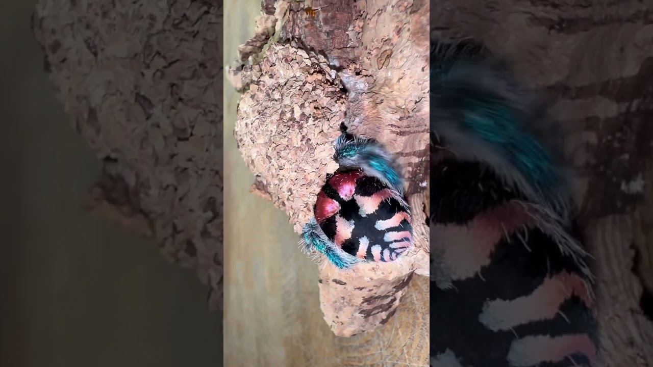 My rarest tarantula had babies (SHOCKING)