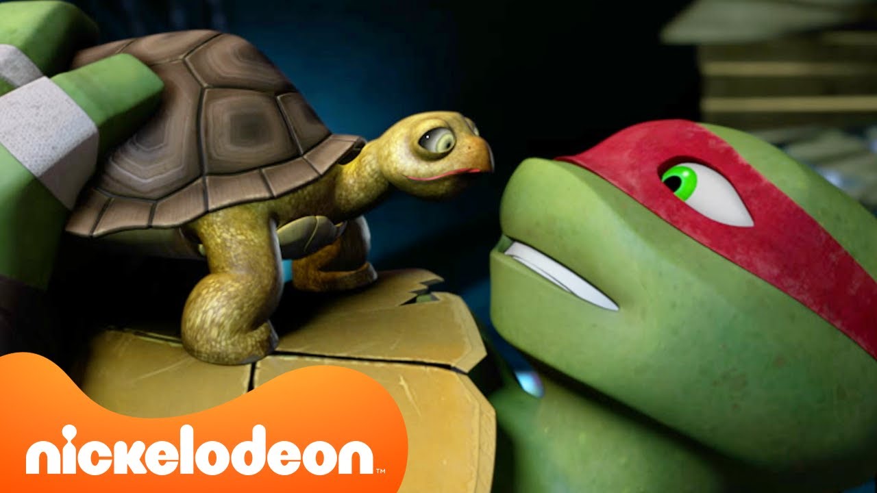 TMNT: Wojownicze Żółwie Ninja | Żółwie przygarniają zwierzaki! 🐢🐱| Nickelodeon Polska
