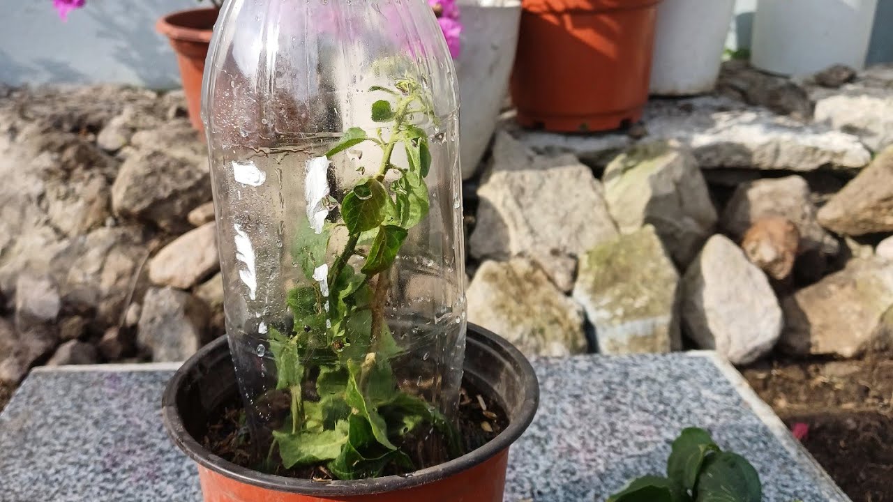 Tutorial# how to grow bougainvilla cuttings