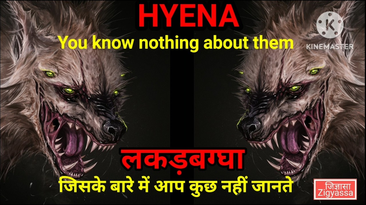 लकड़बग्घा जिसके बारे में आप कुछ नहीं जानते | Hyena you know nothing about them
