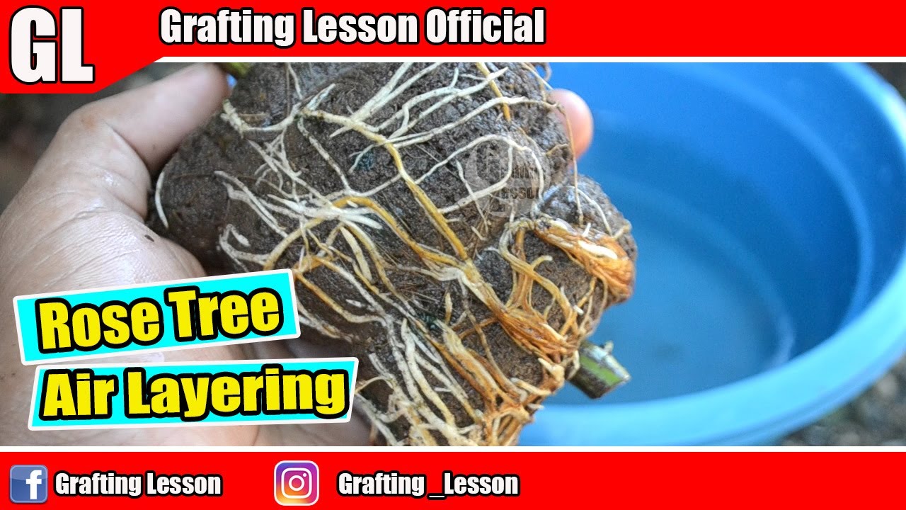 How To Air Layering Rose Tree