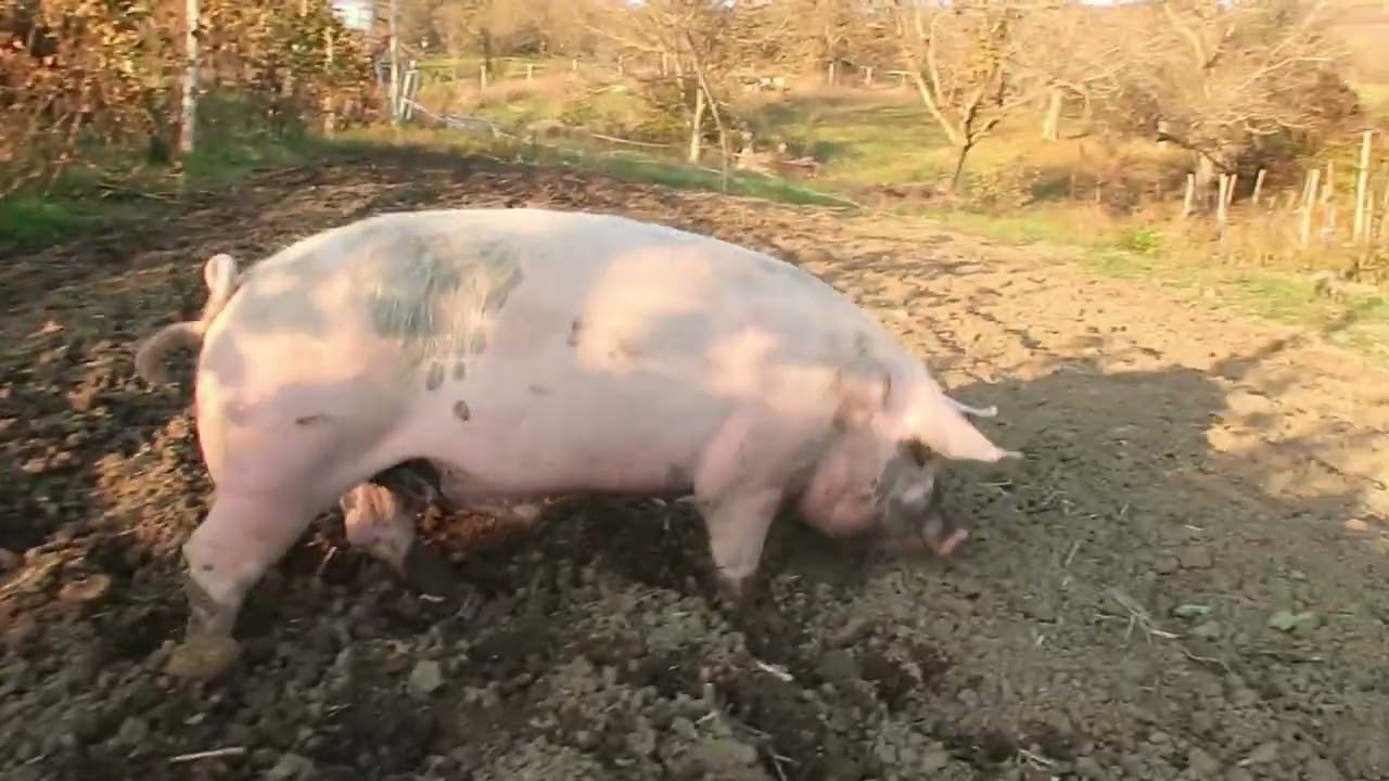 mangalita si marele alb