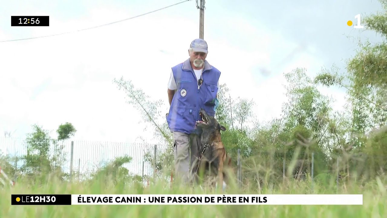 Elevage canin : une passion de p&egrave;re en fils chez les Boyer