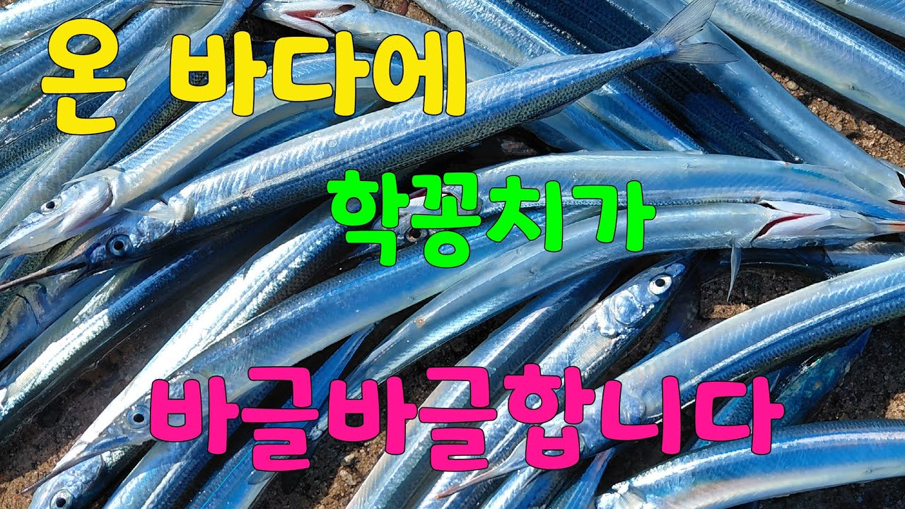온 바다에  학꽁치가  바글바글 합니다
