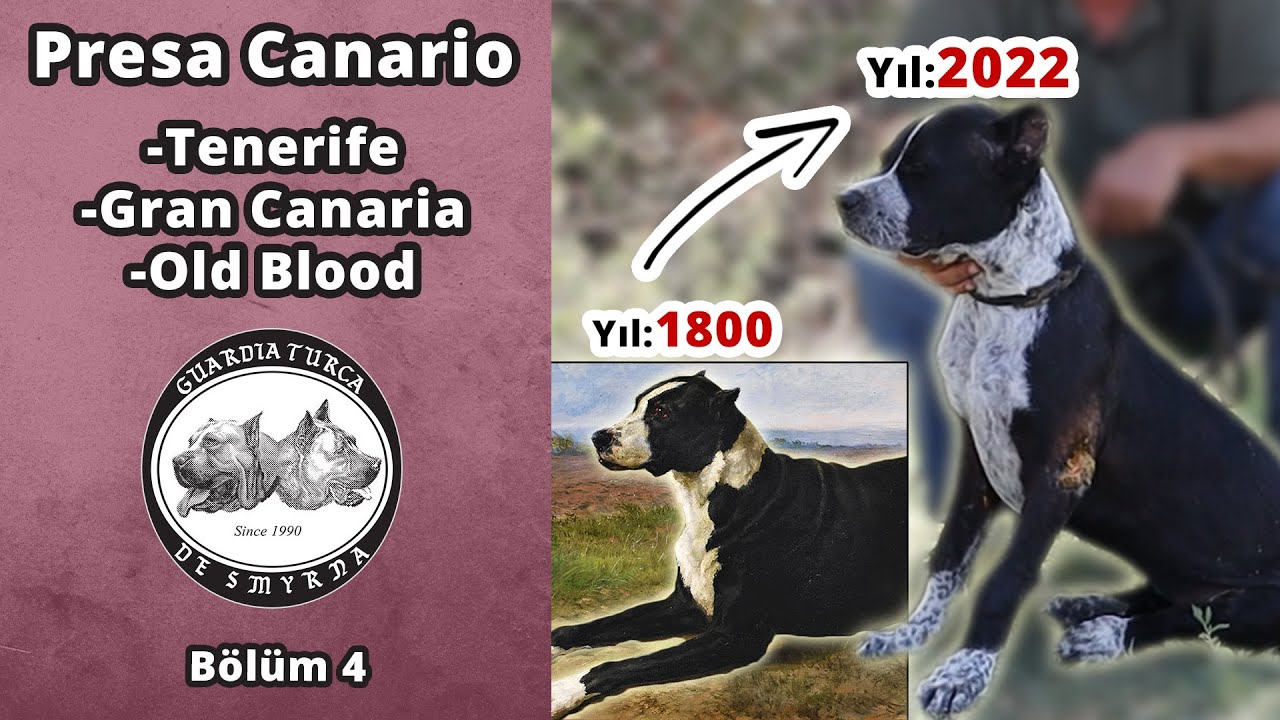 Presa Canario Tenerife/ Gran Canaria/ Old Blood/ Bölüm 4