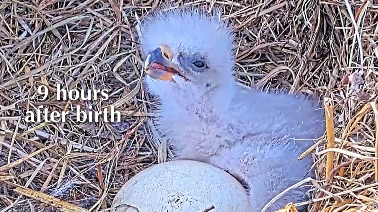 #4🦅BC28🐥0°&🥚／Bluff City Bald Eagle Nest 2026／Frances💗Franklin ／ETSU/BTES Eagle Cameras