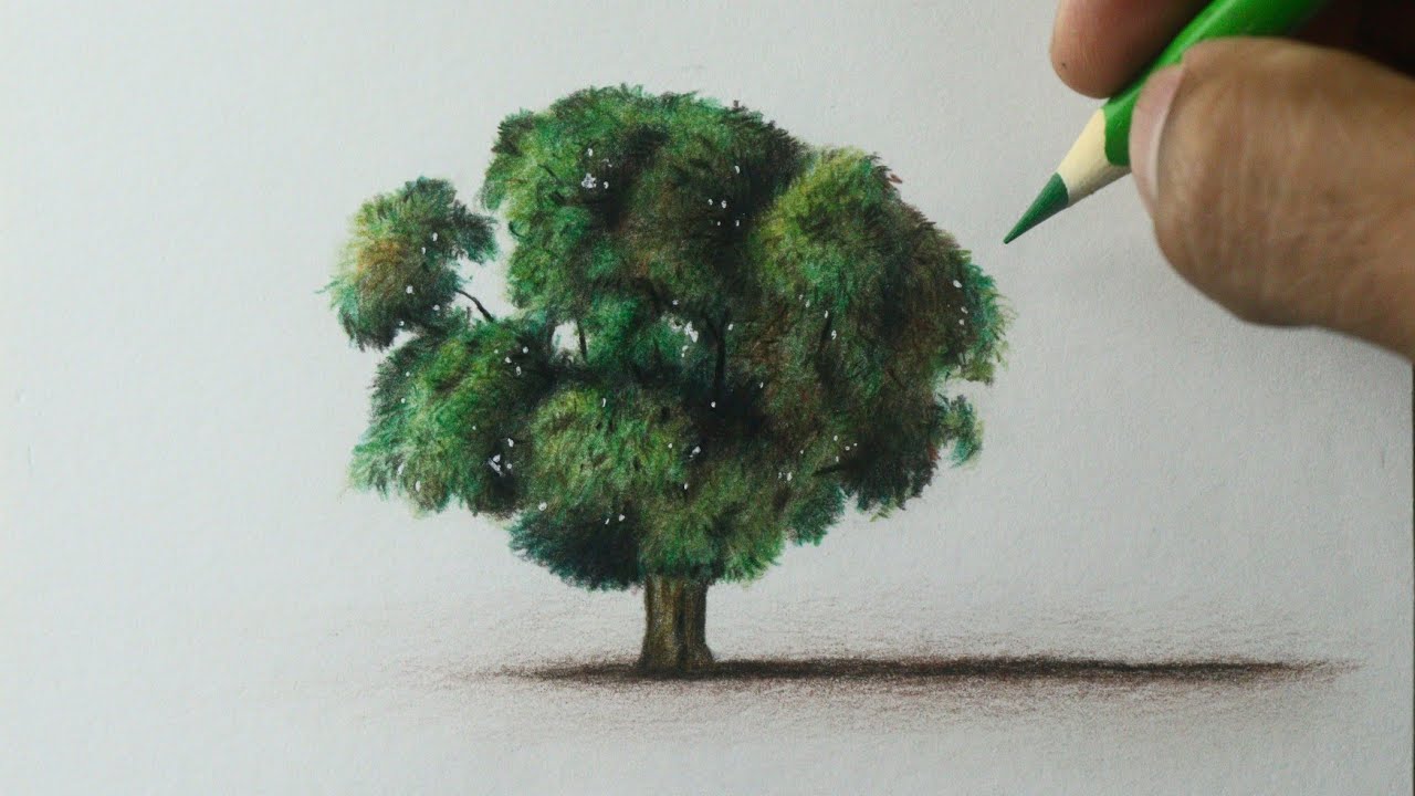 Como desenhar uma Árvore realista PASSO A PASSO narrado