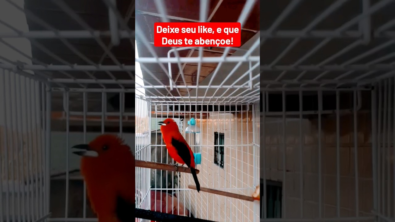 Ti&ecirc; Sangue de boi cantando muito e bonito #aves #ti&ecirc;sanguedeboi #faunabrasileira