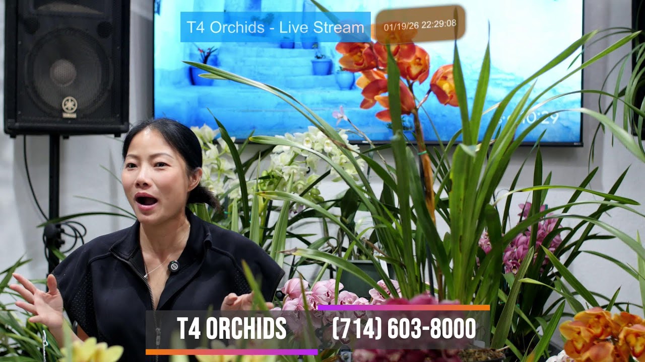 T4 Orchids ~ Livestream Jan 19, 2026 ~ Bán & Trao Đổi Tất Cả Giống Lan Sưu Tầm ~ (714) 603-8000