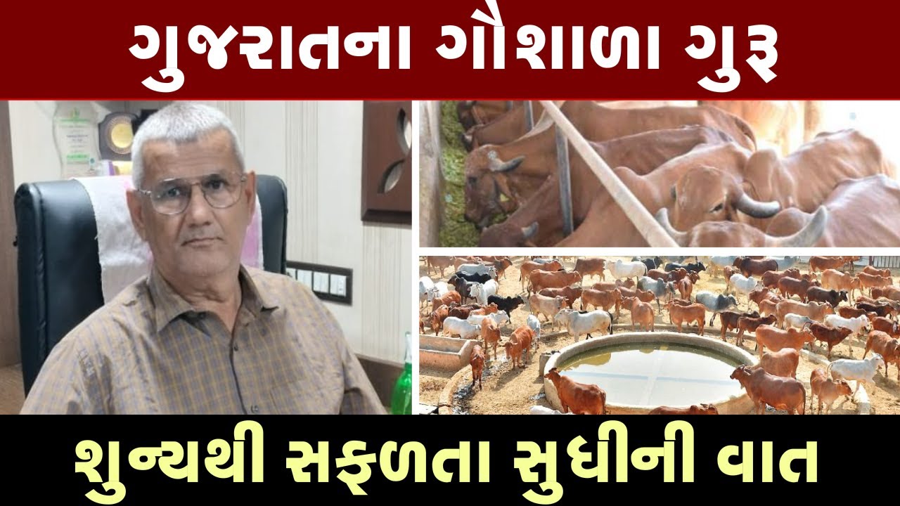 સફળ ગૌશાળા કેવી રીતે બનાવવી ?જમીનની ખરીદી કેવી રીતે કરવી ? કેવી રીતે ગાયોની સેવા કરવી અને પૈસા કમાવા
