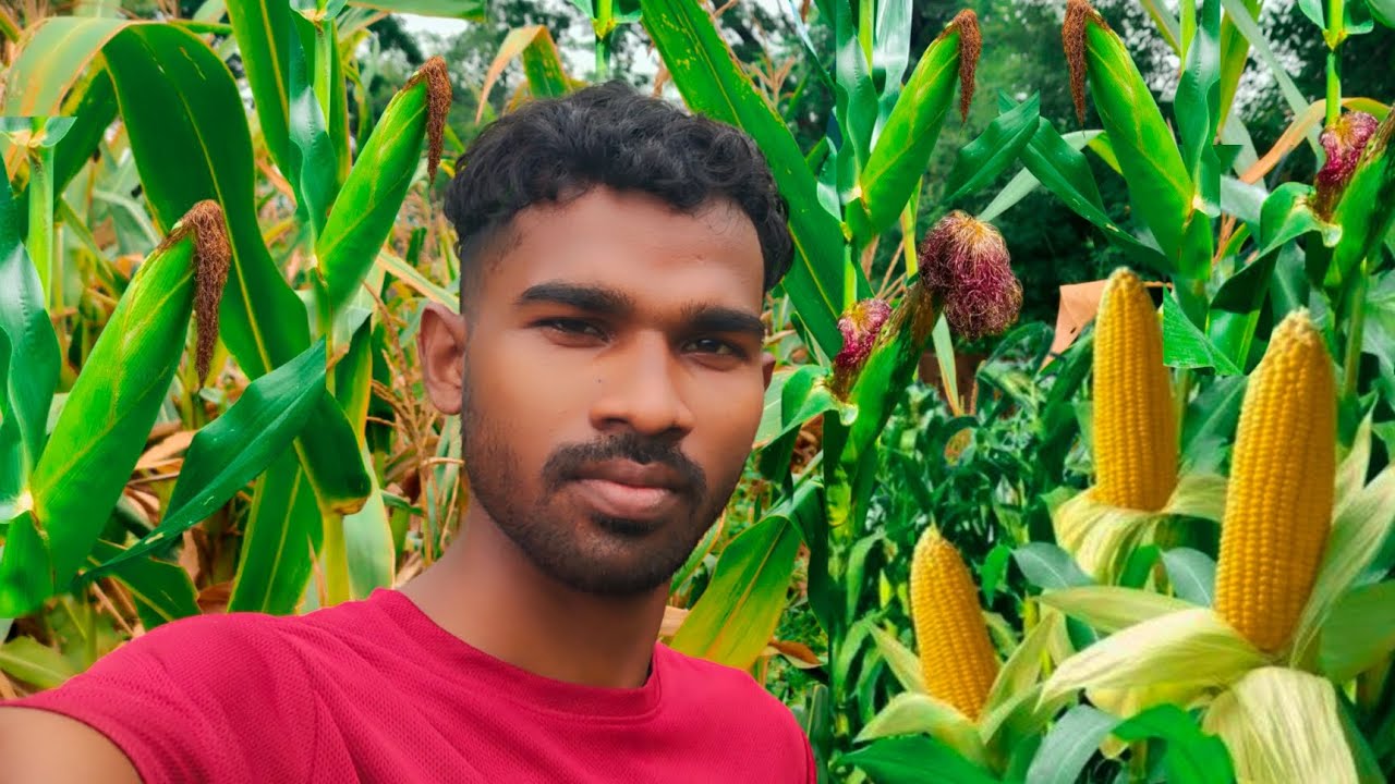 Corn harvesting vlog                                             