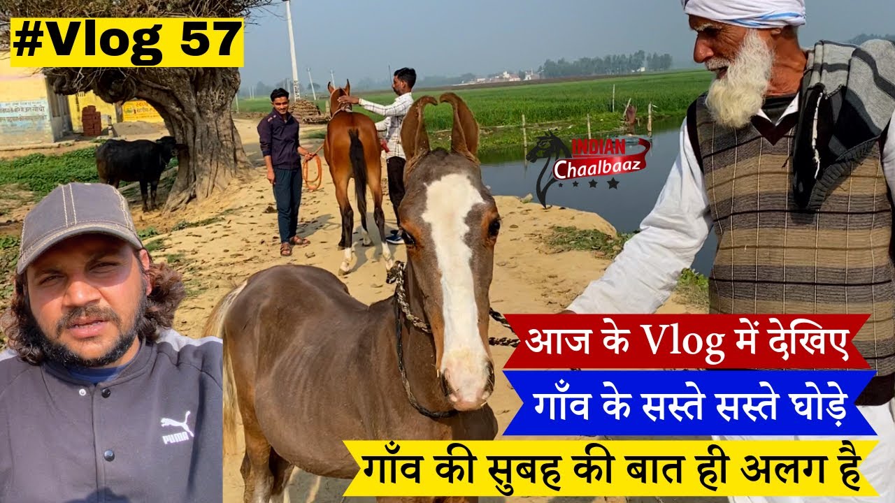आज के Vlog में देखिए गाँव के सस्ते सस्ते घोड़े गाँव की सुबह की बात ही अलग है #vlog #dailyvlog