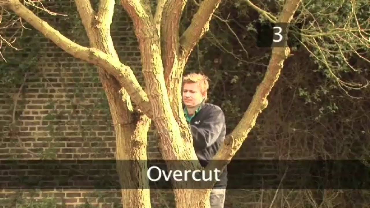 How To Safely Cut Down Large Tree Branches