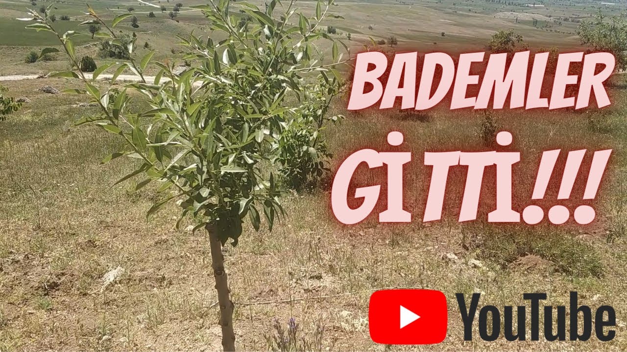 BADEMLER GİTTİ !!!  (30)