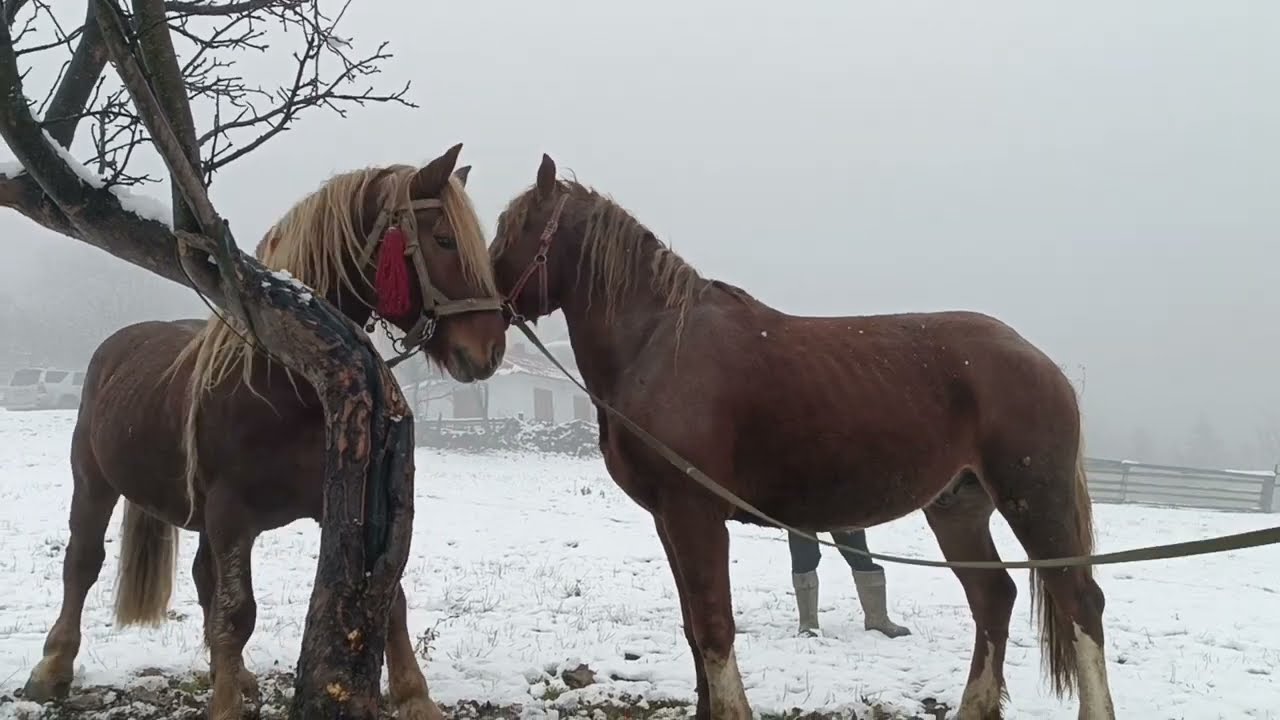 🆘Дуже важка гірська дорога до Льоні Тонюка❄️5 Жеребців на продажу🌬️💵