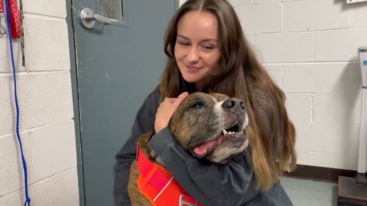 Large Dog Restraint Techniques