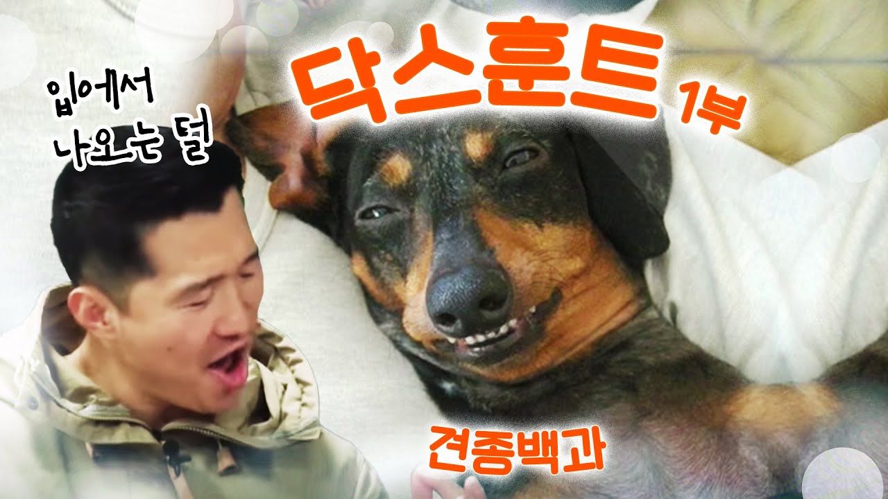 닥스훈트 편 1부｜강형욱의 견종백과