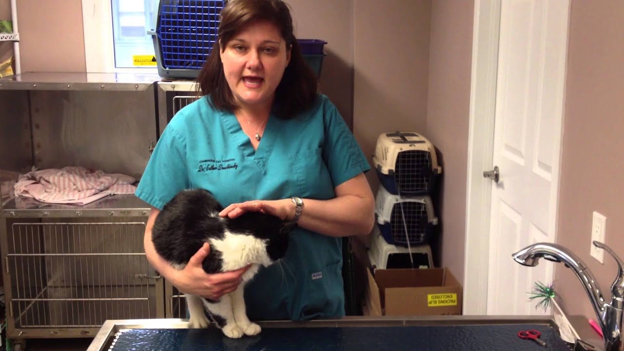Veterinarian at Cambridge Cat Hospital discussing feline diseases - FeLV and FIV