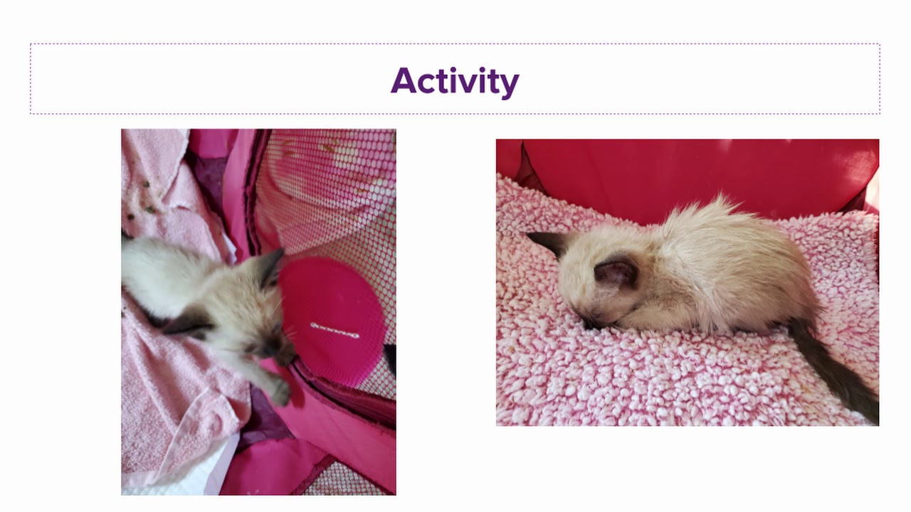 Survivor Squad: Saving kittens with panleukopenia