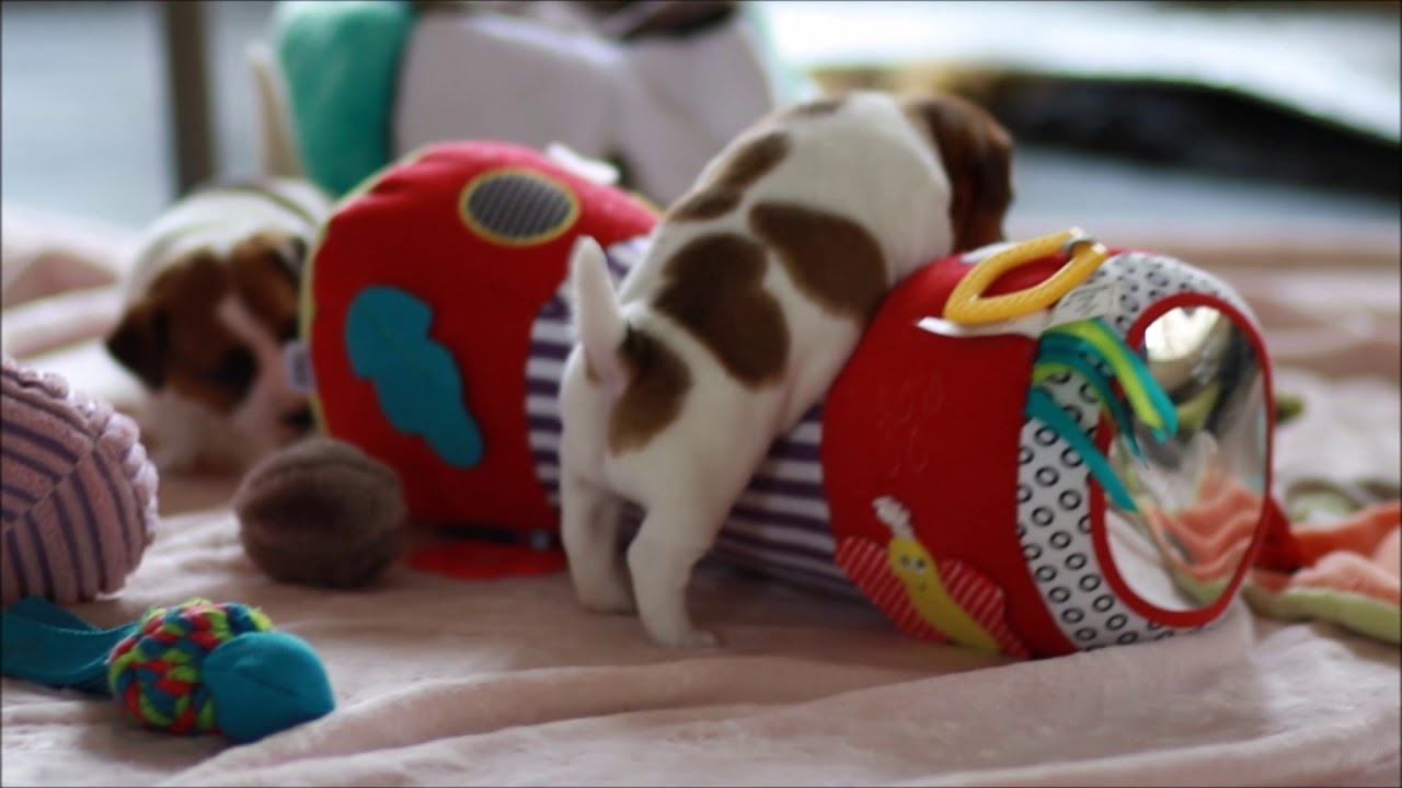 Chiots Jack Russell ~ 4 semaines
