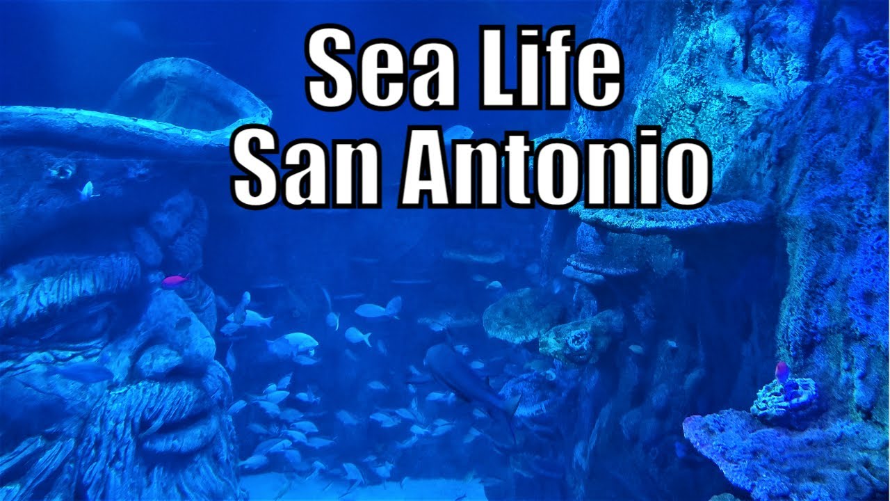 Sea life San Antonio Texas Full Tour