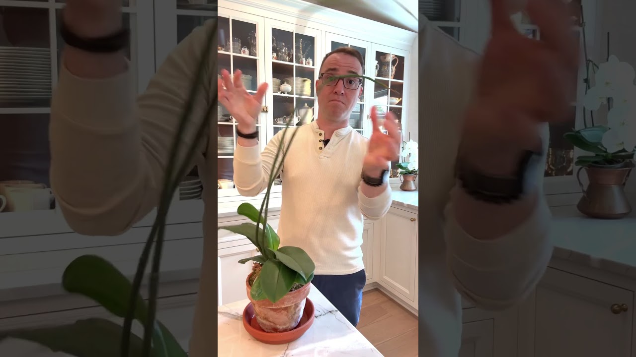 What to do after your orchid is done blooming