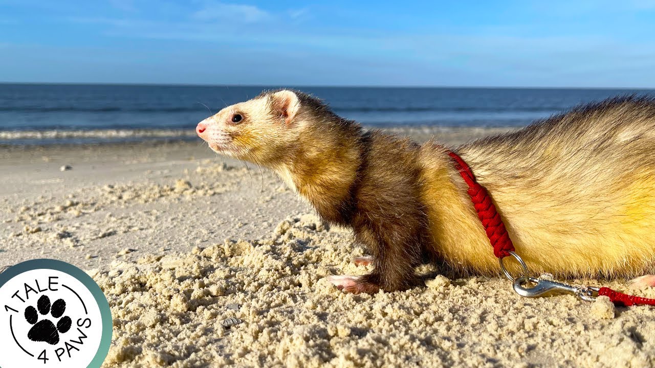 Ferrets Play on Ocean Beach