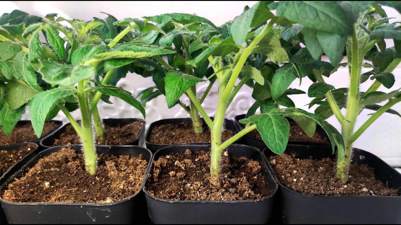 Когда сеять ТОМАТЫ на рассаду в 2026 году, чтобы рассада была толстым крепышом