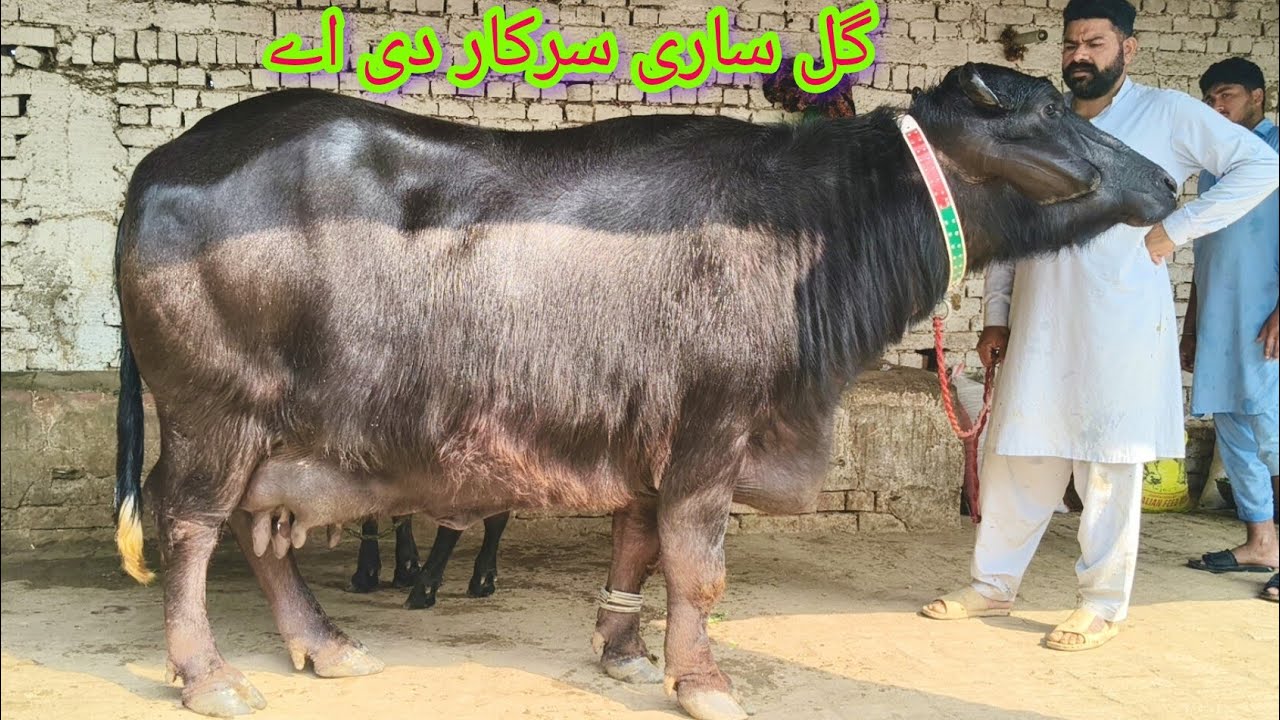 ظہیر بٹ چک چودہ2بھینسیں ایک بلکل سجری سوئی گاۓ برائے فروخت9رمضان2026 apna surkyian channel 