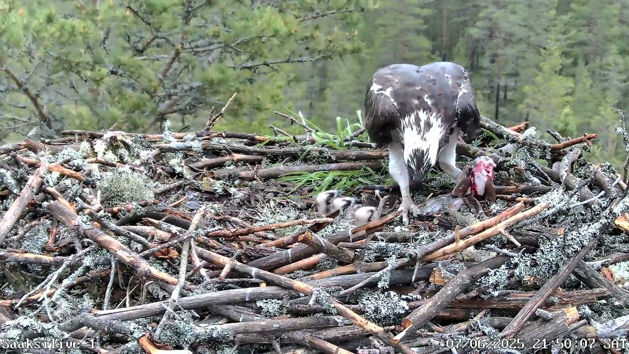 7.6.2025 - #1 - Iltapalaa poikueelle