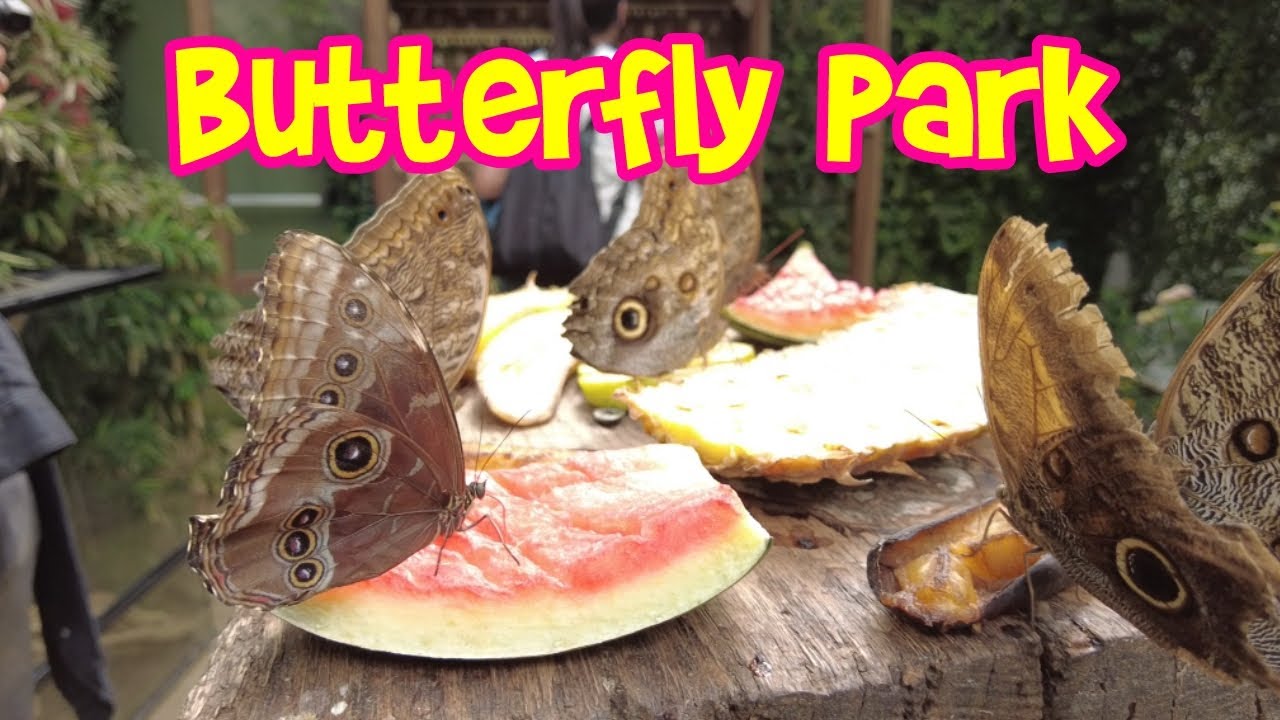 Butterfly Park Empuriabrava.